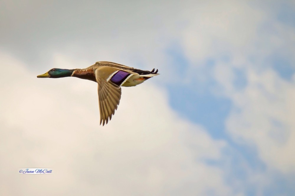 2014-06-05 09.43.54-1